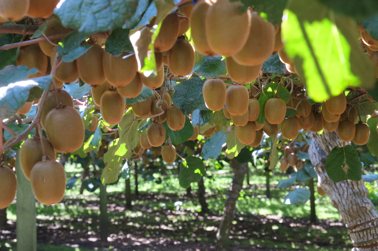 Attached photo: Frutos de kiwi protegidos pela folhagem — imagem ilustrativa