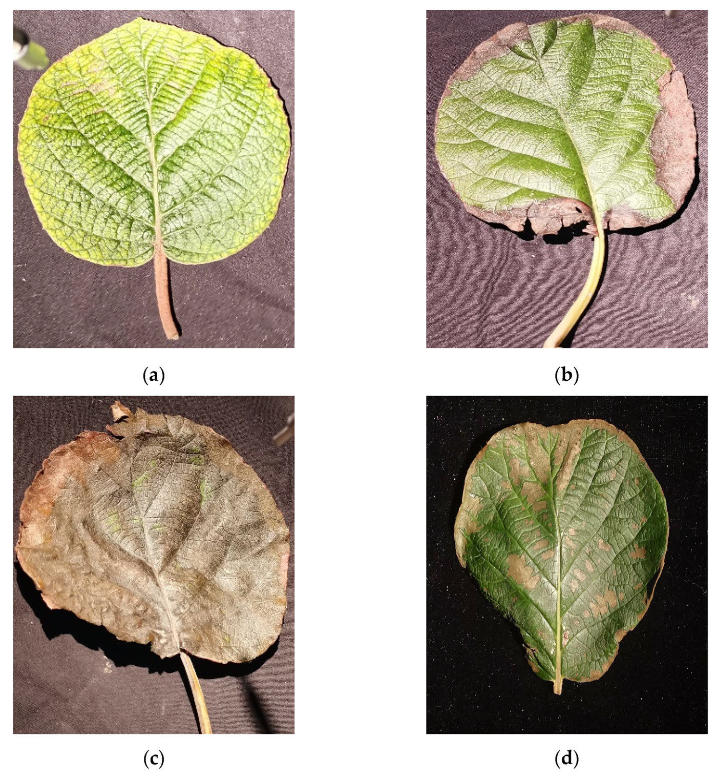 Attached photo: Sintomas foliares associados ao calor — figura técnica